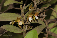 Trichoglottis tenera